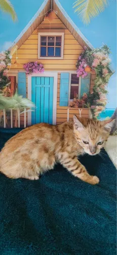 Bengal 