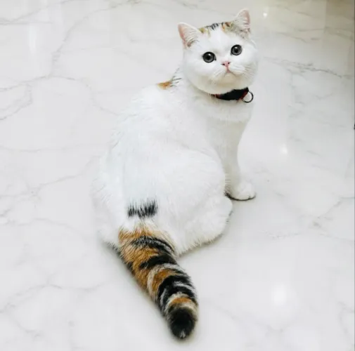 Gata British femea tricolor. Com pedigree! 