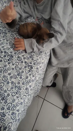 pinscher padrão zero