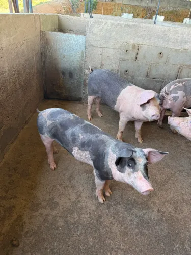Vendo suíno/ porco com 50 kg de média