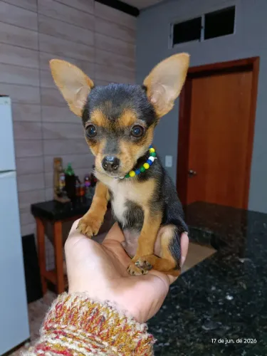 Pinscher macho