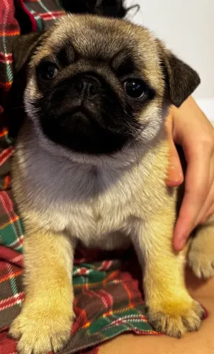Filhotes de pug