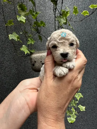 Poodle toy macho