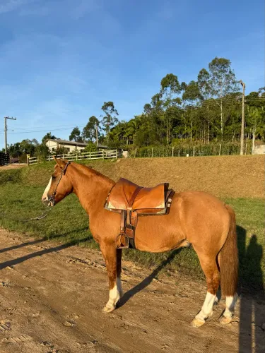 Cavalo Crioulo Gateado Ruivo