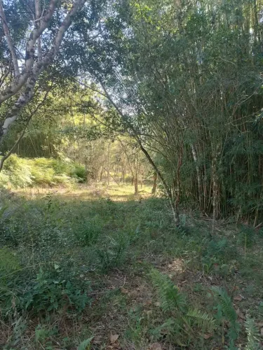 Vendo Sítio Próximo da praia de Palmas
