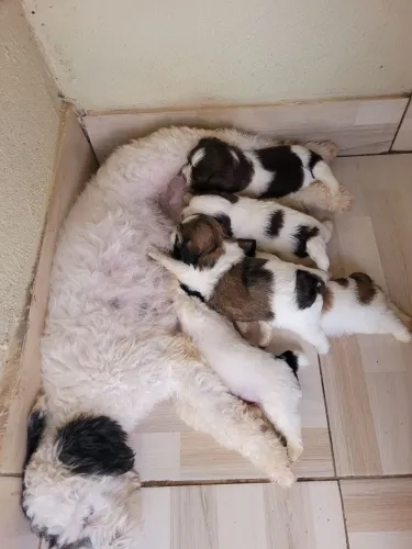 Filhotes de shitsu com poodle 