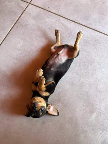 Filhote de Pinscher macho