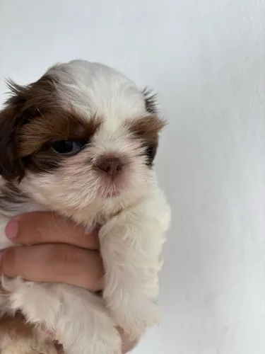 Shihtzu fêmea