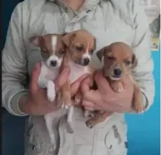 pinscher x chihuahua