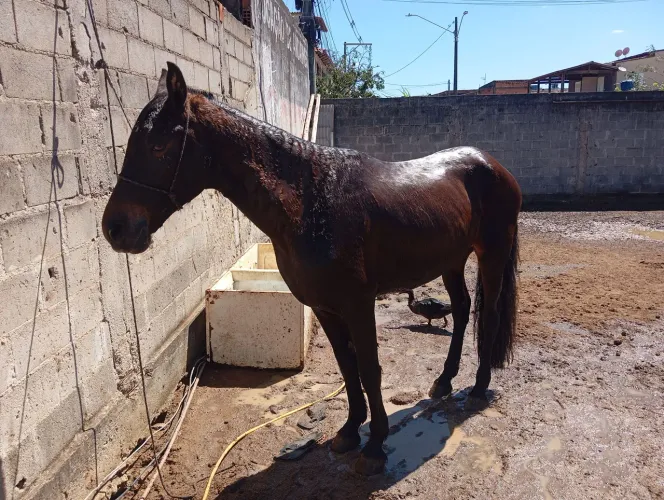 Vende se cavalo macha picada