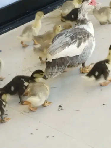 Patinhos