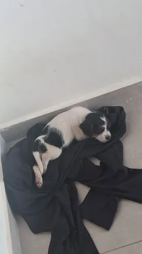 Pinscher com shih tzu