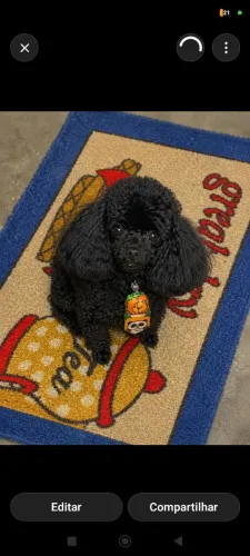 Poodle macho micro toy