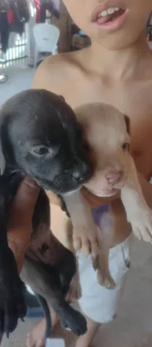 Vendo filhotes de Pitbull  