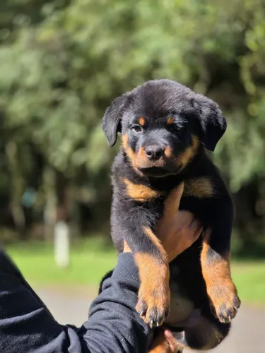 ROTTWEILER ALTO PADRÃO