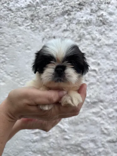 Filhotes de Shih Tzu