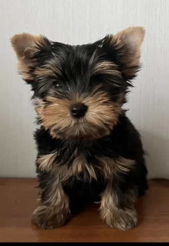 Filhote de yorkshire terrier macho