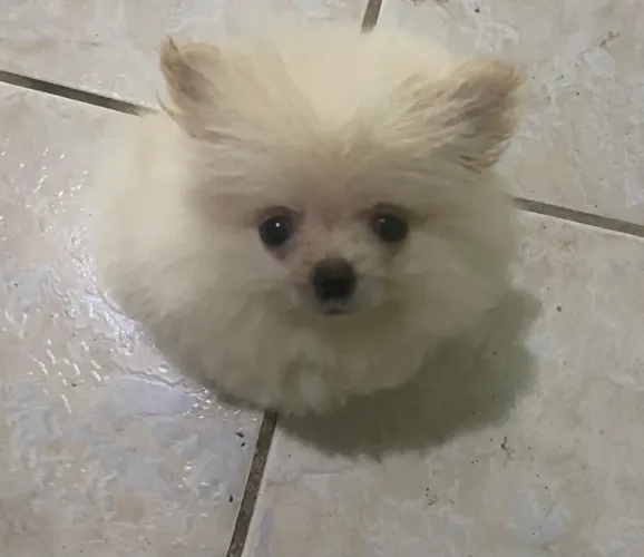 Cachorro 