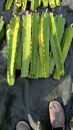 Mudas de Pitayas 