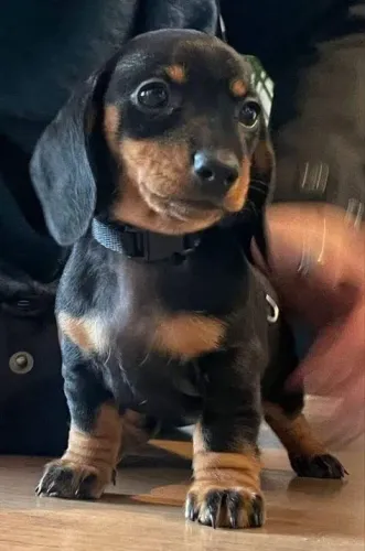 Basset teckel lindo