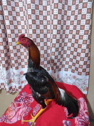 Lindo frango índio 