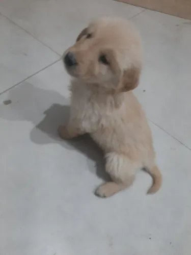 Lindos filhotes de Golden retriver 