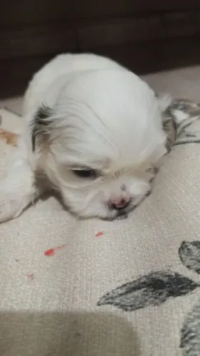 Vendo Shitzu, fêmeas e macho