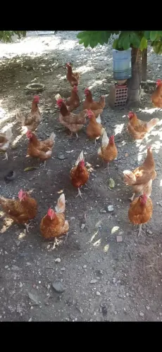 Galinhas Isa Brown(criadas no quintal)- Ótimas para Postura ou Corte!
