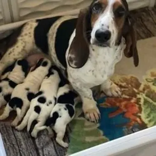 Basset Hound,Basset Hound Filhote Vacinado e Vermifugado