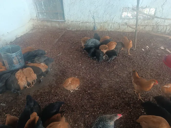 VENDE-SE AVES CAIPIRÃO/PESADÃO 