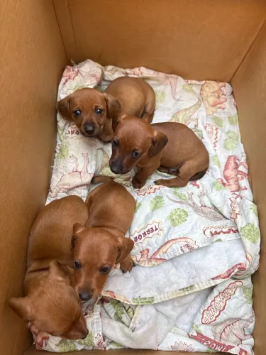 Filhotes de basset Dachshund kaninchen mini