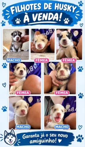 FILHOTES DE HUSKY SIBERIANO À VENDA!