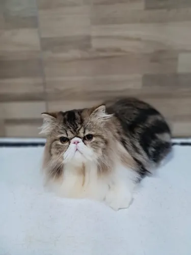 Gato persa