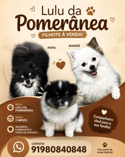 Filhote de Lulu da Pomerania