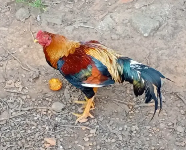 Galo índio