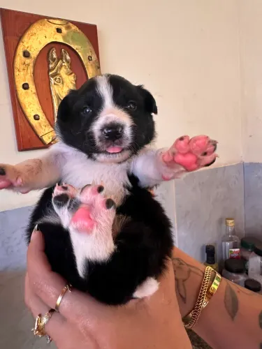 Border collie