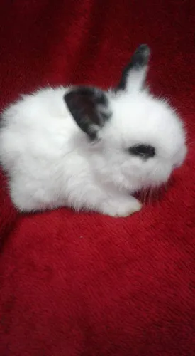 Coelhos da raça mini lion