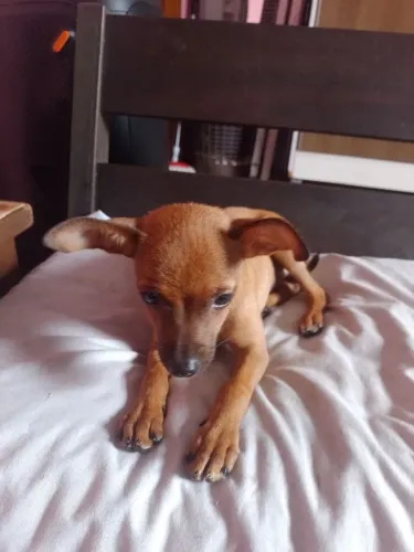 Vendo filhote de pinscher macho com 2 meses e 15 dias já vermifugado