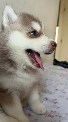 husky
