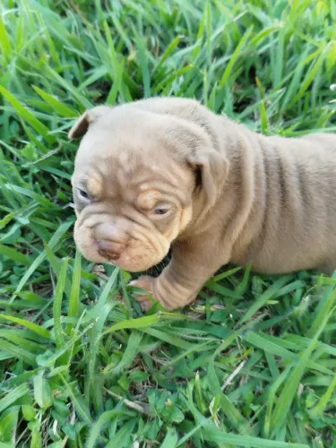 Filhotes de American bully com pedigrre 