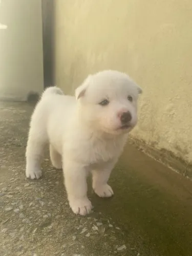 Filhotes de Akita branco puros