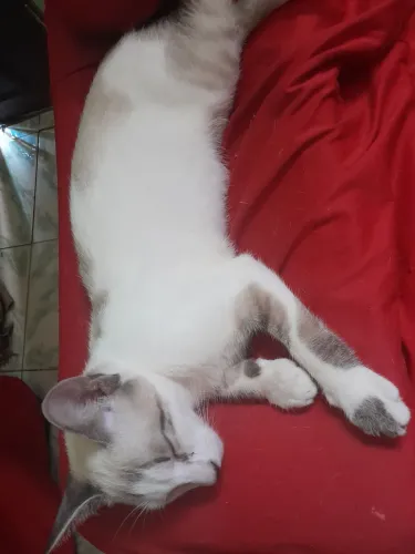 Doação de Gato Macho branco filhote de 4 meses