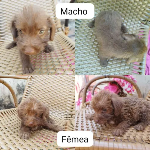Doa-se Cachorrinhos