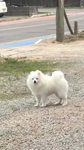 Venho Lulu da Pomerania macho 07 meses
