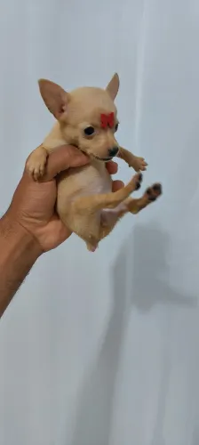 Pinscher Mini - Filhote de Excelente Qualidade