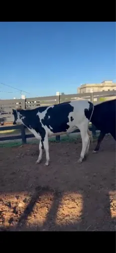 2 novilhas com alta genética leiteira