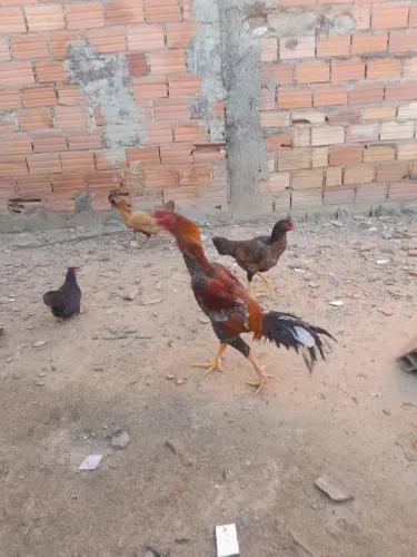 Vende-se Galo Índio por apenas 120,00
