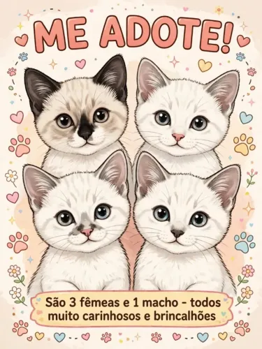 Doação de lindos gatos filhotes.