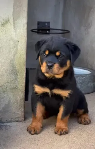 Rottweiler Cabeça de Touro !