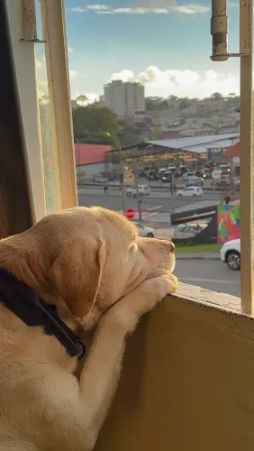 Cachogo lavrador em doação